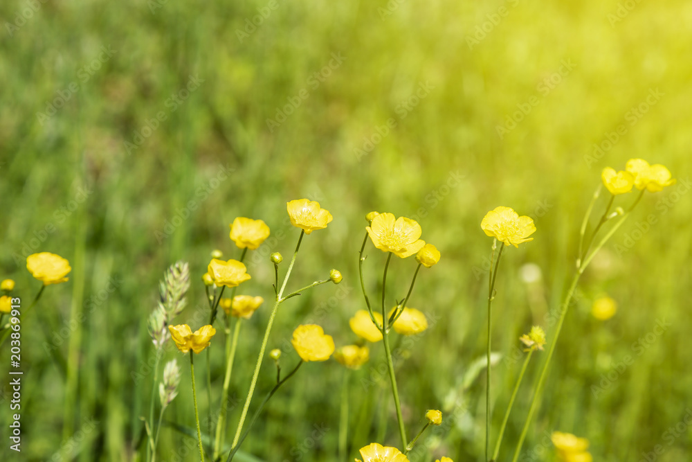 Fototapeta premium Yellow buttercup flowers blooming on mountain, crowfoot, ranunculus