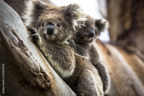 Wild koala seen along the way to Cape Otway Lightstation Melbourne Australia Great Ocean Road photo