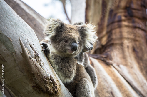 Wild koala seen along the way to Cape Otway Lightstation Melbourne Australia Great Ocean Road photo