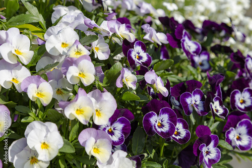 Pansy flowers are blommong in the garden