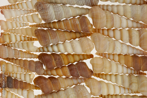 Turritella terebra. background of shells sea mollusk Turritella terebra. sea shell background.shallow spiral seashells.Sea shells texture.  photo