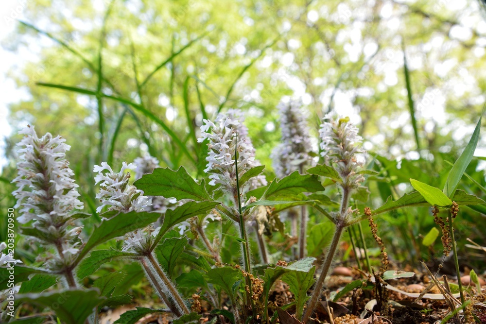 日本固有種である十二単の花が咲く Stock Foto Adobe Stock