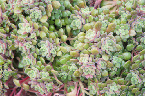 Aeonium or aichryson tortuosum or gouty houseleek green and red foliage