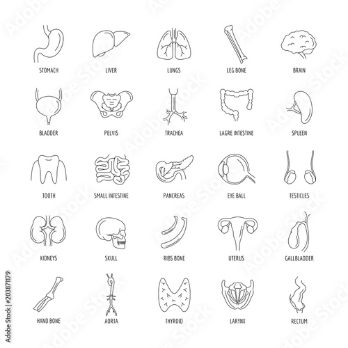 Internal organs set. outline style