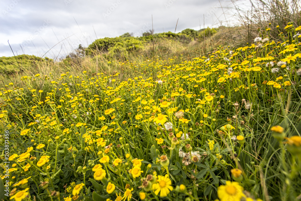 Fototapeta premium Fields of flowers during spring time along sea coast of Victoria Australia Great Ocean Road and surroundings sea oceans and cliff