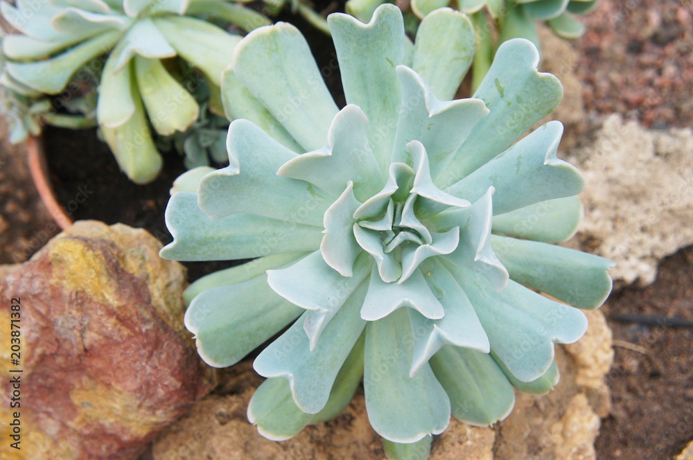 Echeveria runyonii green rosette plant Echeveria runyonii green rosette plant