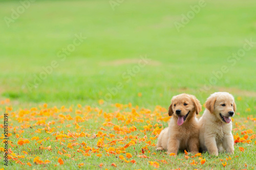 Photo Two golden retriever puppies sit in the garden with the fallen yellow flowers ba