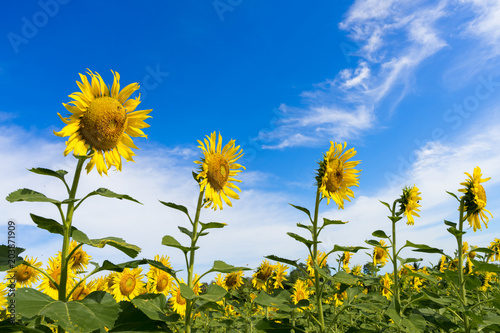 Beautiful sunflowers against the sky