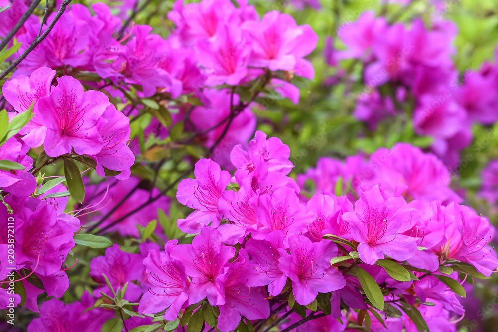ツツジの花 ツツジの花