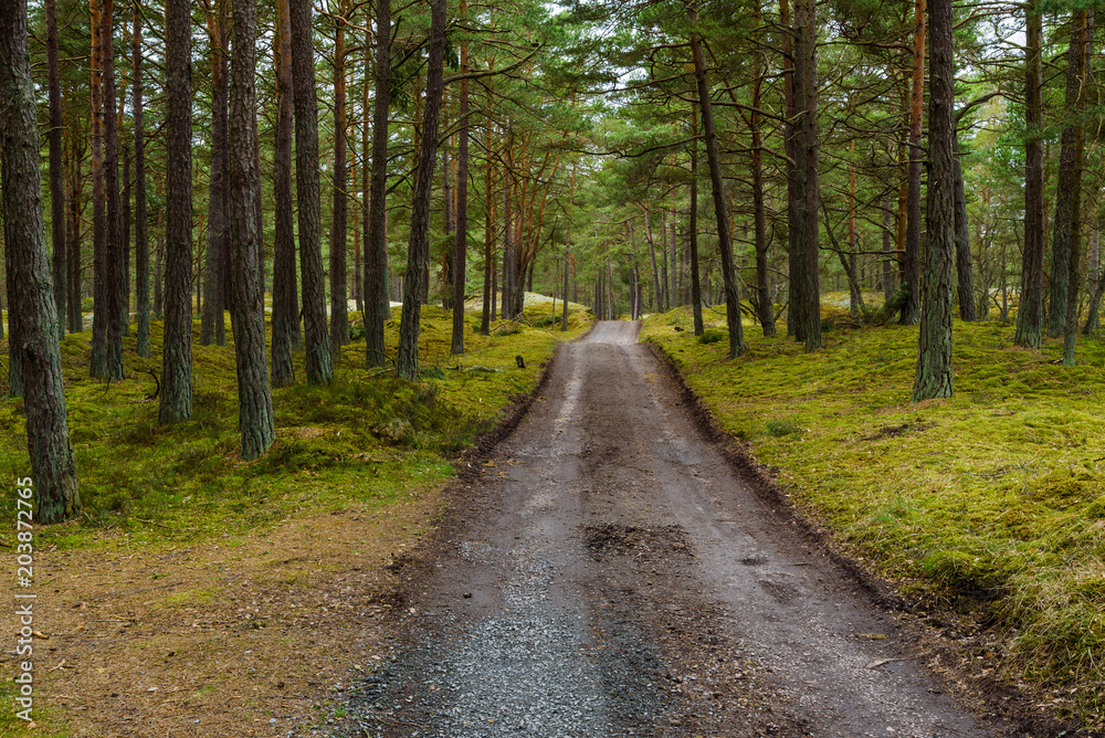 Ahus, Sweden. Forest road through a dark forest after a rainfall.