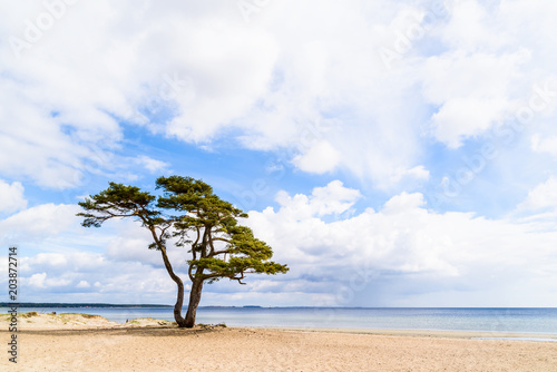 Ahus, Sweden. A lonely pine tree standing on the sandy beach on a sunny day in spring. Rainclouds in the distance. © imfotograf