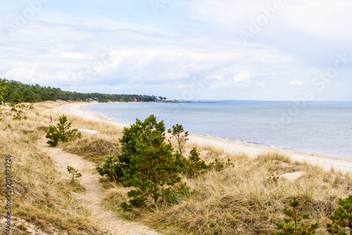 Ahus  Sweden. Sandy beach landscape with pine trees and grass covering the bay on a fine spring day.