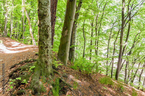 Green nature woods forest park