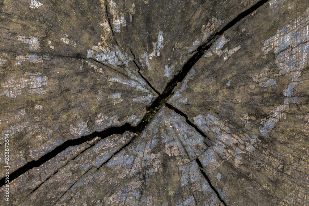 Crack across a old wooden tree stump close up details and patterns Crack across a old wooden tree stump close up details and patterns