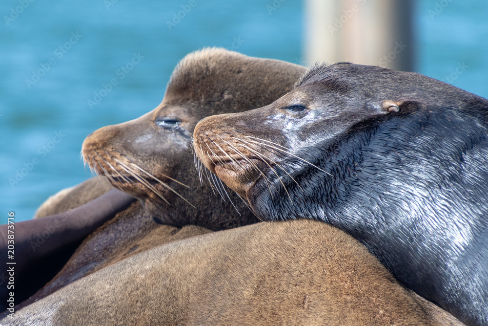 Obraz premium Closeup of sleeping sea lions.