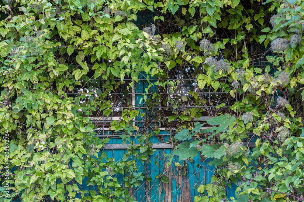 Naklejka premium Window behind the leaves