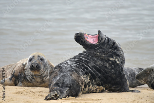 Grey seal yawning on Horsey Beach, Norfolk