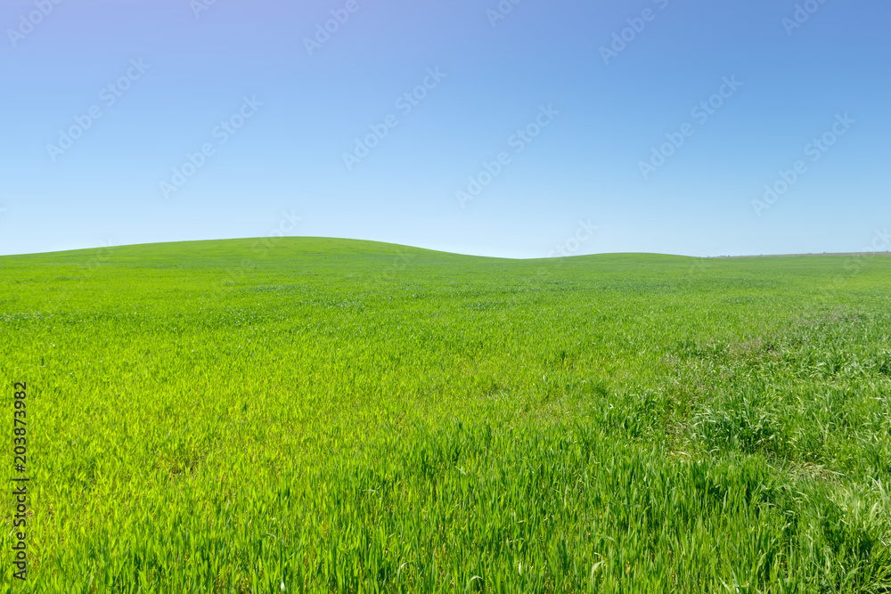 beautiful Green field