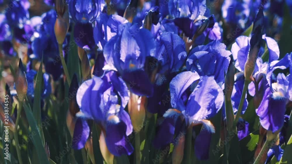 Purple Iris germanica flower plant in spring garden