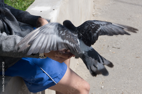 pigeon eat food from a hand . photo