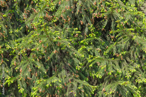 Background of spruce branches with catkins and young shoots