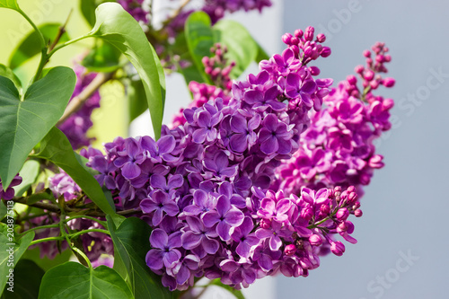 Inflorescences of the purple lilac at selective focus
