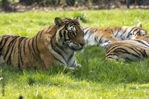 Fototapeta Naklejka Na Ścianę i Meble -  tiger on the grass in a safari zoo in Italy