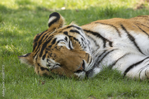 Fototapeta Naklejka Na Ścianę i Meble -  tiger on the grass in a safari zoo in Italy