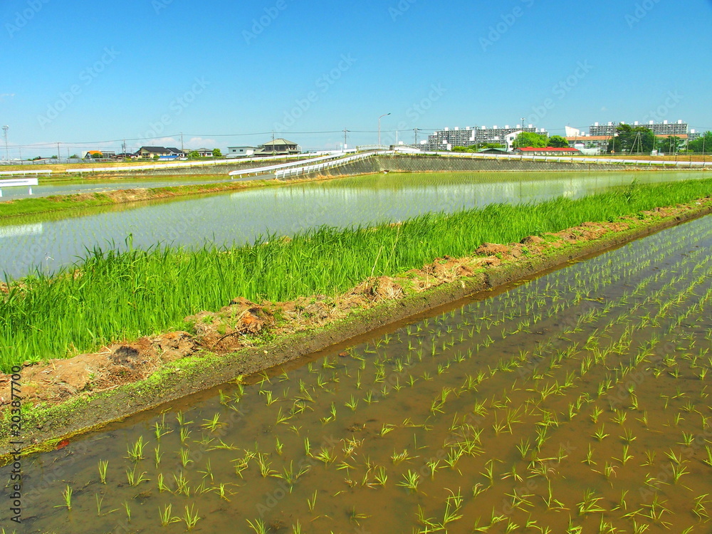 畦道のある植田風景 Stock Photo Adobe Stock