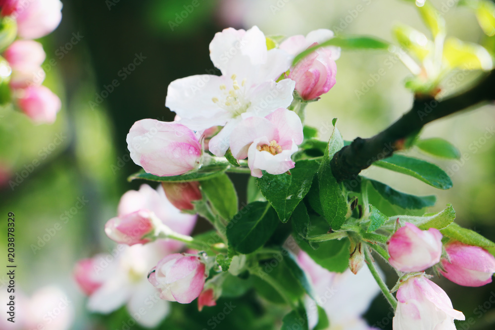 Apfelbaumblüten mit Regen Apfelbaumblüten mit Regen