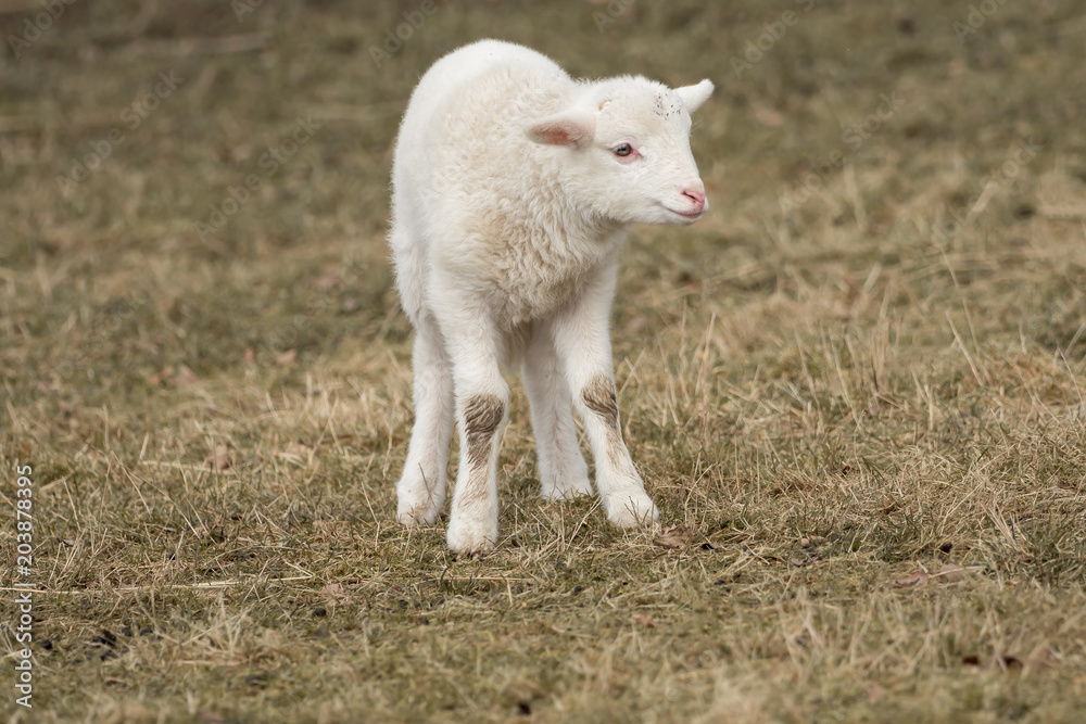 A little sheep is standing in the meadow A little sheep is standing in the meadow