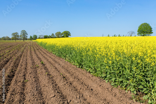 Landscape with sandy soil and flowering rapeseed field