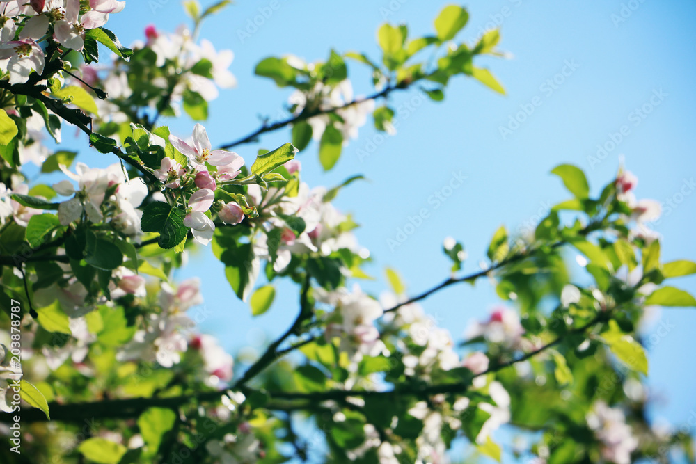 Apfelbaumblüten mit blauen Himmel im Hintergrund