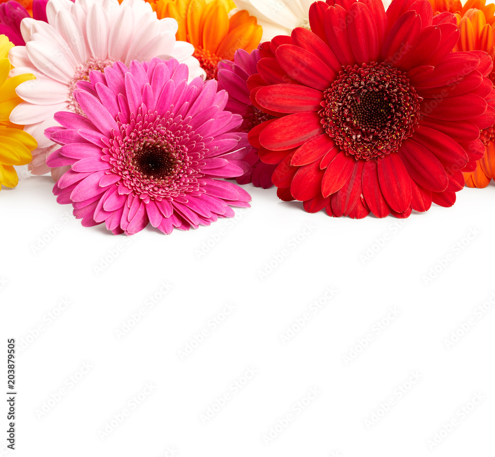 Gerbera flowers isolated on white background
