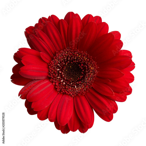 Fototapeta Naklejka Na Ścianę i Meble -  Red gerbera flower isolated on white background