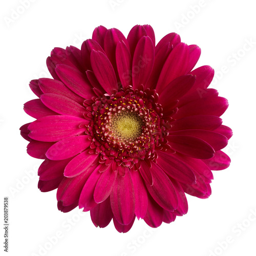 Fototapeta Naklejka Na Ścianę i Meble -  Beautiful gerbera flower isolated on white background