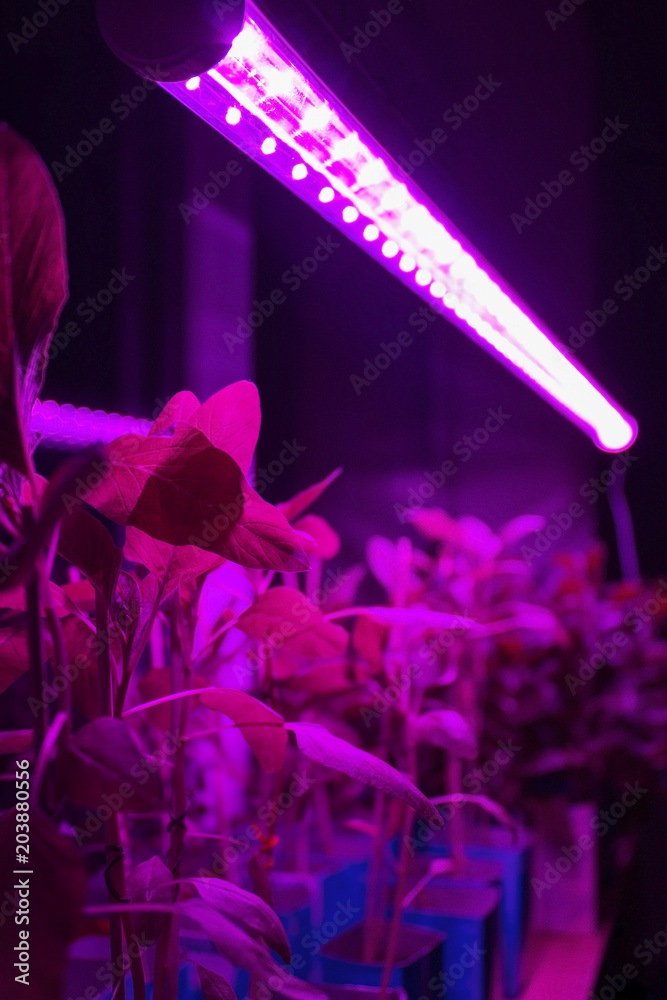 Pink phyto lamp illuminates seedlings of young plants. Home cultivation of peppers under LED lamp.