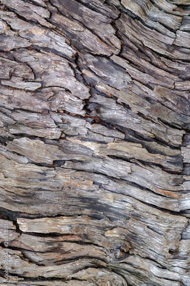 Close up tree bark texture background Close up tree bark texture background