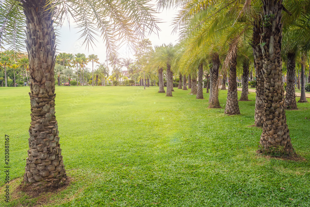 Walkway in park. Landscape with jogging track at green park