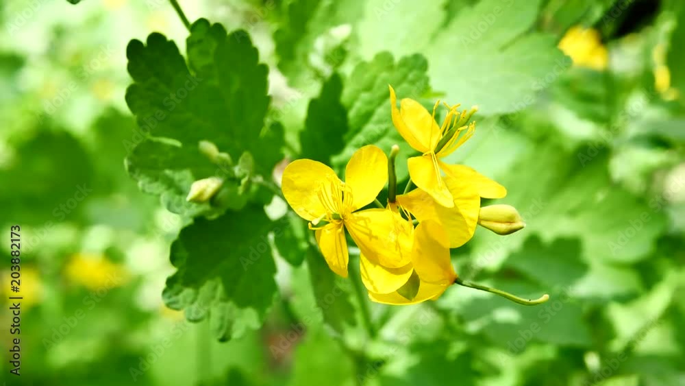 Yellow flower on a green background nature Yellow flower on a green background nature