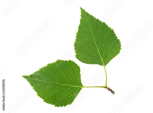 Birch leaves isolated on a white background. Top view.