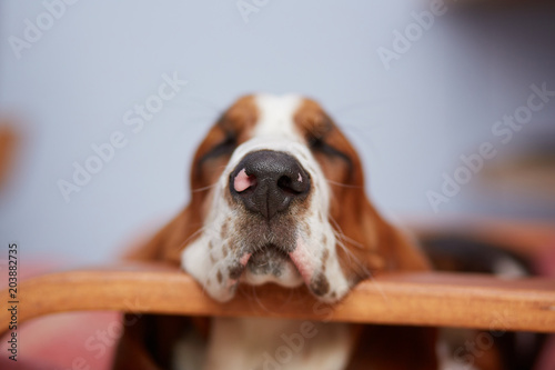 Fotografía Closeup of a sleepy basset hound puppy muzzle while sleeping in a resting chair
