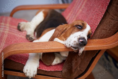 Drowsy basset hound puppy sleeping in a resting chair