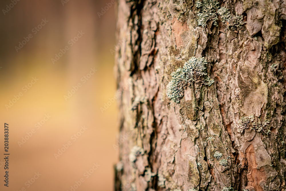 background with bark of old pine in spring forest background with bark of old pine in spring forest