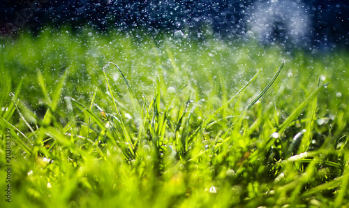 natural background of juicy green grass with shiny drops of water and light