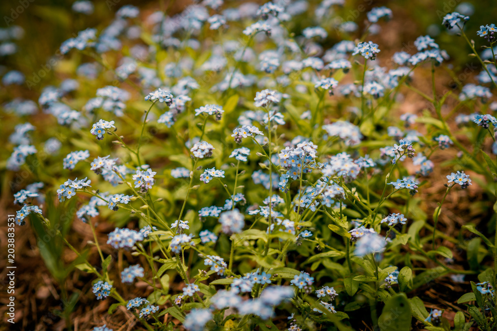 beautiful flowers of forget-me-nots in the spring forest