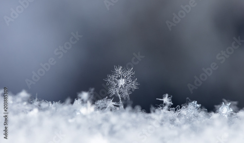  snowflake, little snowflake on the snow