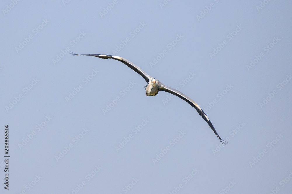 Airone cenerino (Ardea cinerea) in volo Airone cenerino (Ardea cinerea) in volo