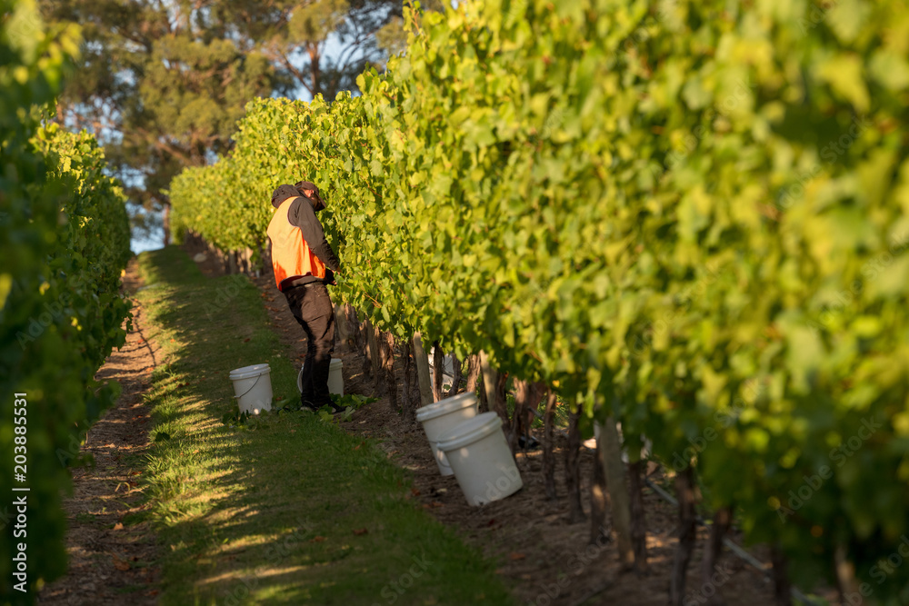 Obraz premium Chardonnay Grape Harvesting