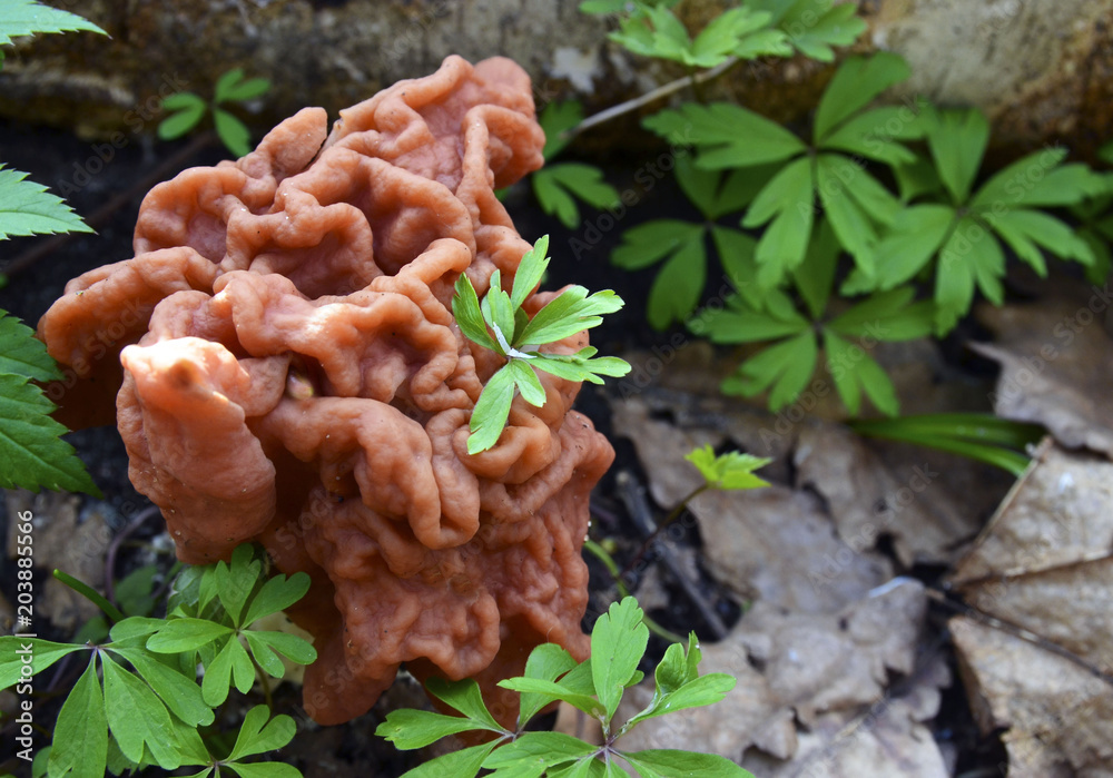 Gyromitra esculenta (False morel,Calf brain,Bull nose) mushroom in the forest.First spring mushrooms.Selective focus. Gyromitra esculenta (False morel,Calf brain,Bull nose) mushroom in the forest.First spring mushrooms.Selective focus.